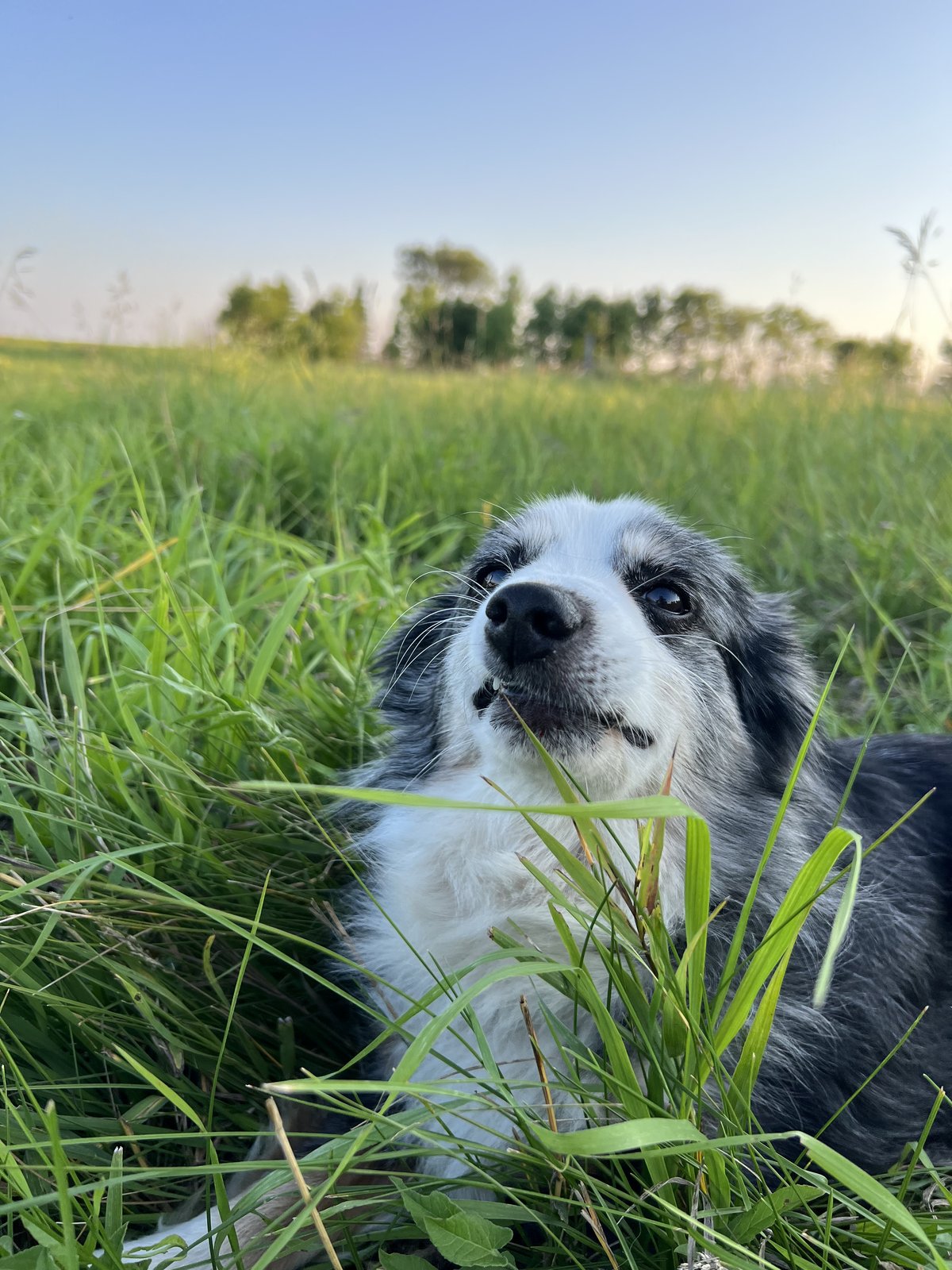 Senior dog resting comfortably